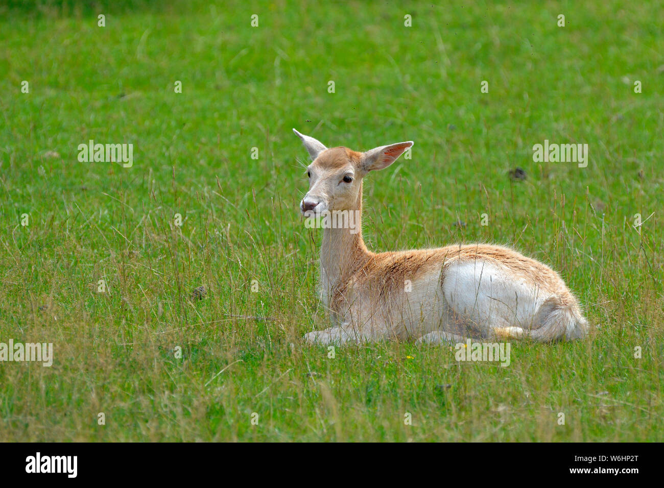 Femmina di Daini in estate, Leicestershire, Regno Unito Foto Stock