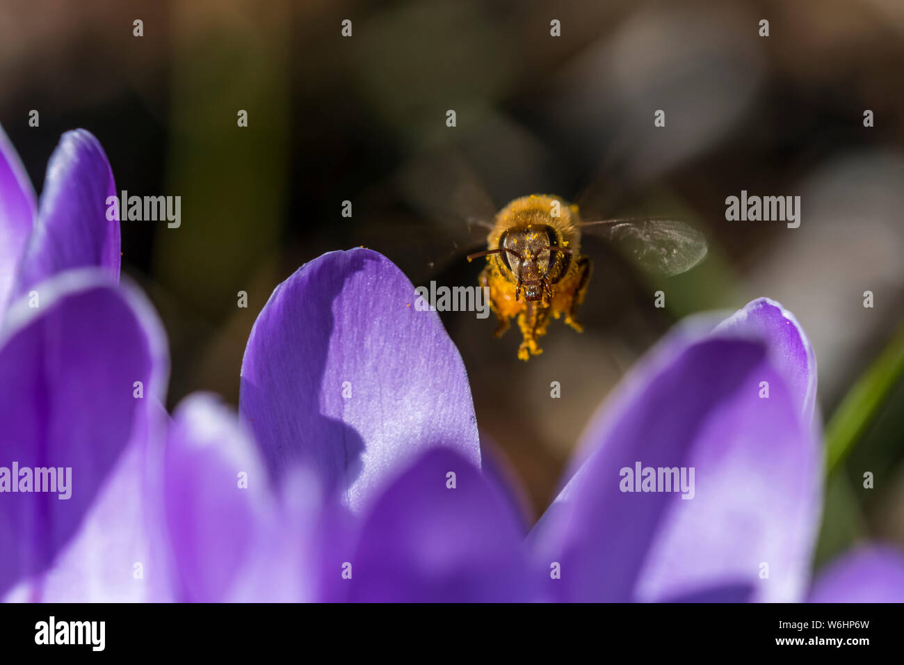 Un miele delle api visite crocus blossoms; Astoria, Oregon, Stati Uniti d'America Foto Stock