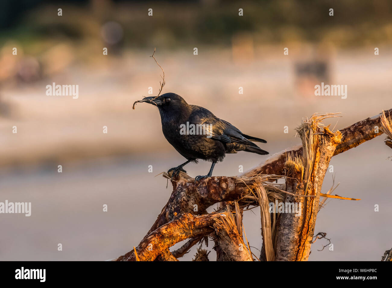 Un Americano Crow (Corvus brachyrhynchos) raccoglie il materiale di nidificazione in spiaggia; Cannon Beach, Oregon, Stati Uniti d'America Foto Stock