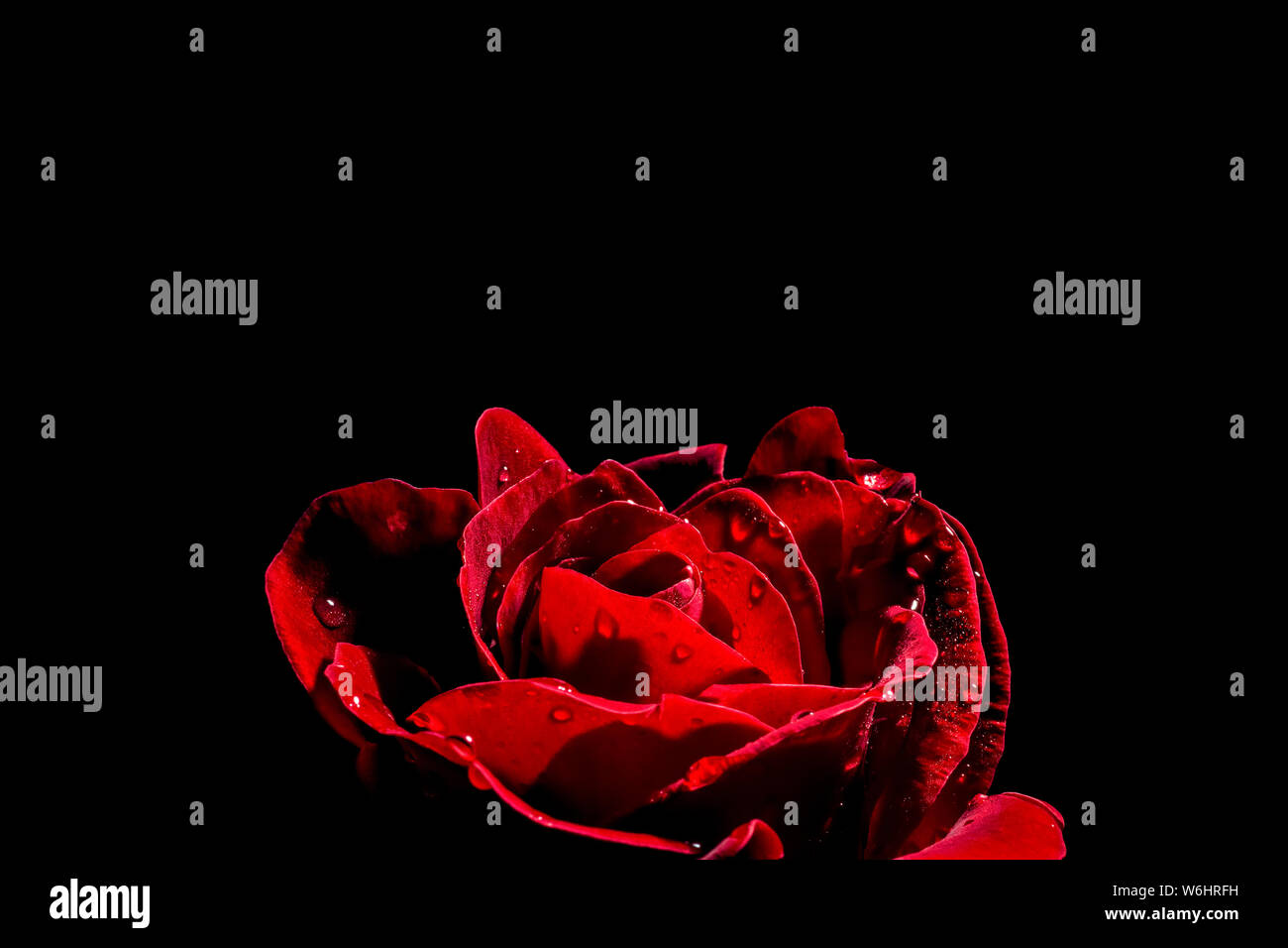 Don Juan rosa (Rosa rugosa) con goccioline di acqua su sfondo nero Foto Stock