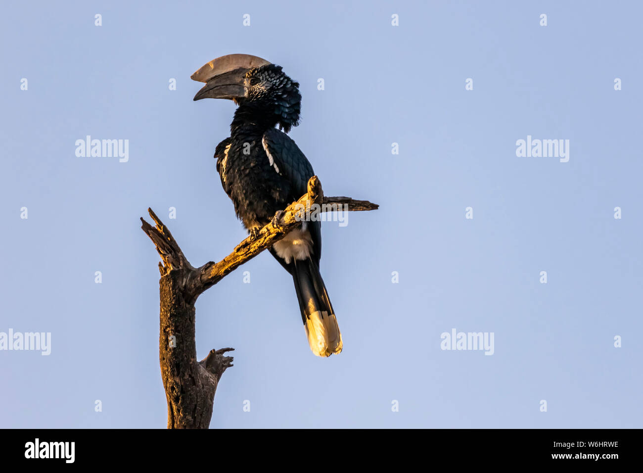 Hornbill (Bucerotidae) appollaiato su un albero morto contro un cielo blu, il lago Langano; Regione Oromia, Etiopia Foto Stock