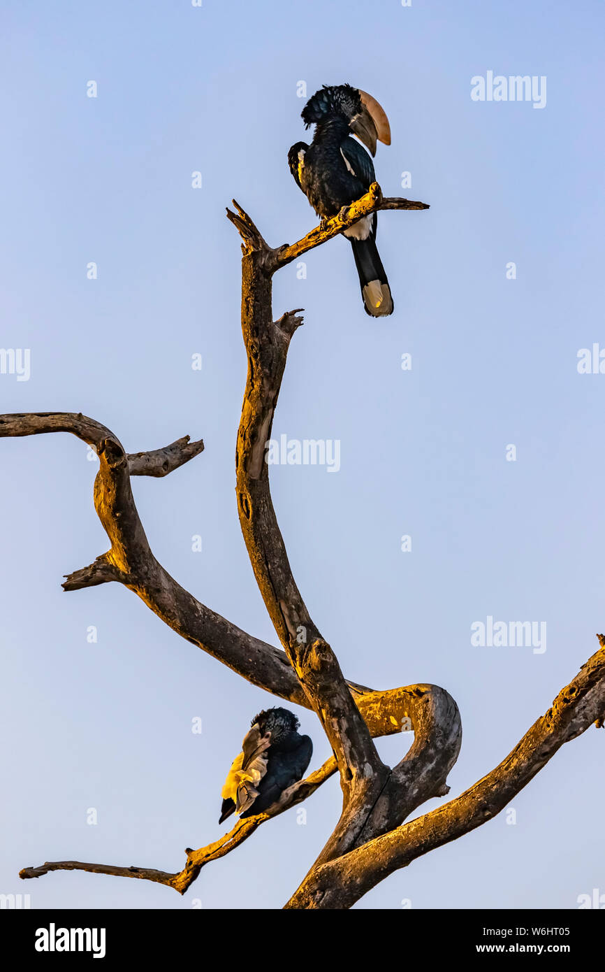 Hornbills (Bucerotidae) appollaiato su un albero morto; Regione Oromia, Etiopia Foto Stock