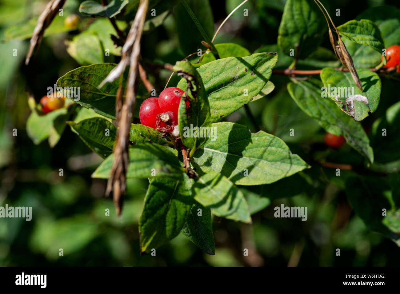 Velenoso bacche rosse della boccola Tartarian Caprifoglio. Lonicera maackii (Amur) in Caprifoliaceae (honeysuckles) Famiglia. Tossico per l'uomo. Foto Stock