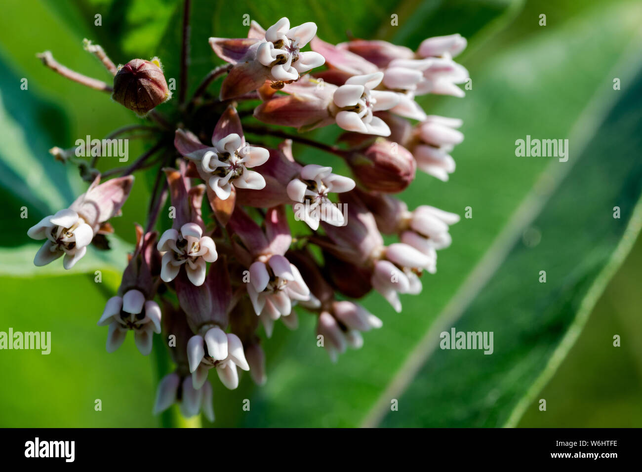 In prossimità di una fioritura Milkweed comune impianto in un campo della prateria. Specie Asclepias syriaca. Butterfly fiore, Virginia Silkweed, setoso Swallow-wort. Foto Stock