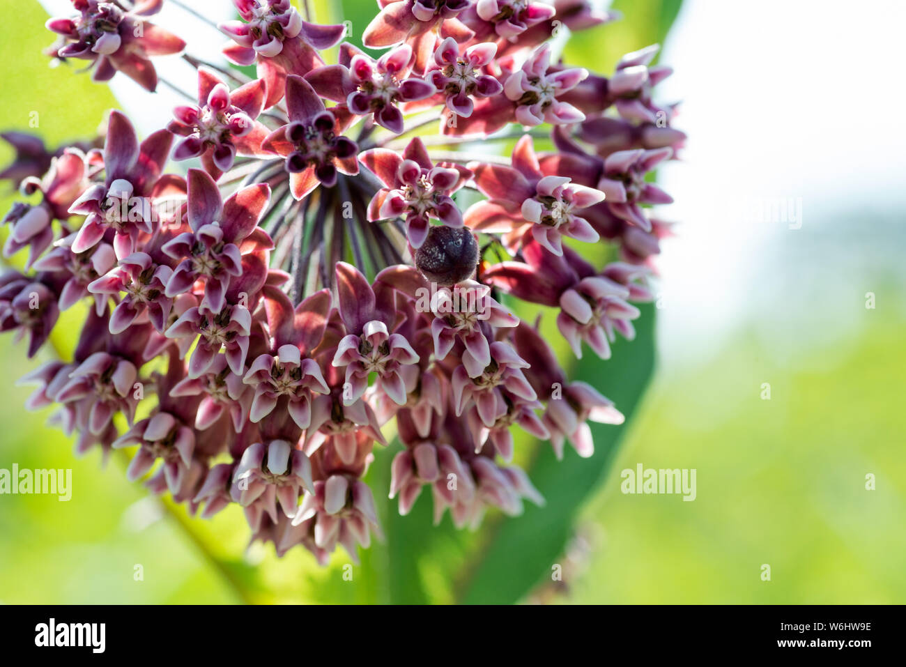 In prossimità di una fioritura Milkweed comune impianto in un campo della prateria. Specie Asclepias syriaca. Butterfly fiore, Virginia Silkweed, setoso Swallow-wort. Foto Stock