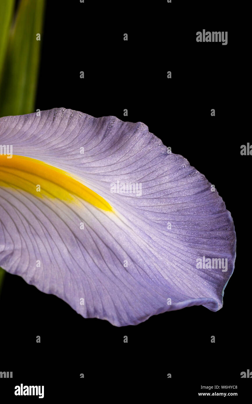 Iris Viola petalo Foto Stock