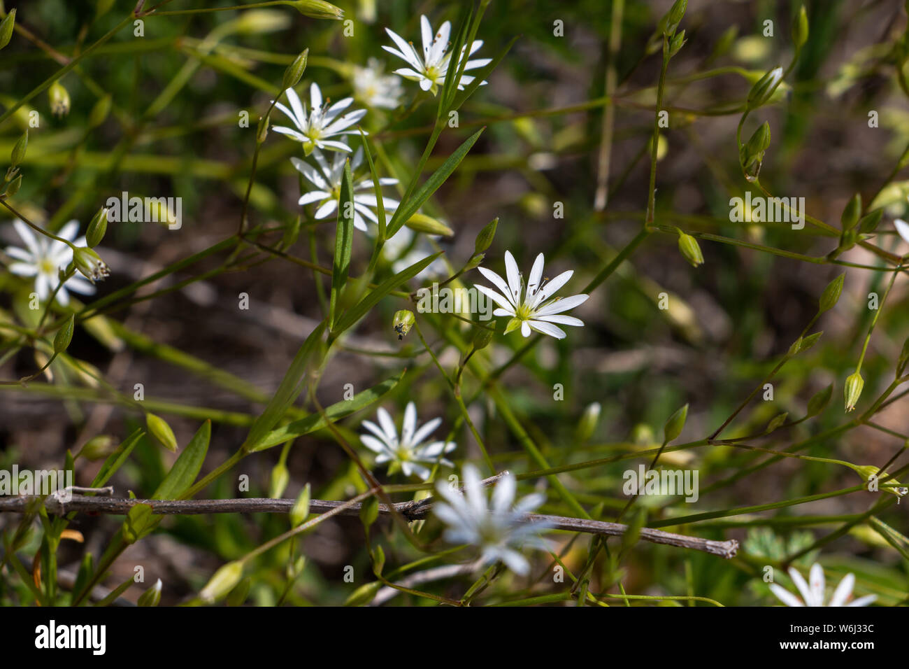 Stellaria graminea con splendidi piccoli fiori bianchi, la foto è stata scattata in Kuggoren est della Svezia Foto Stock