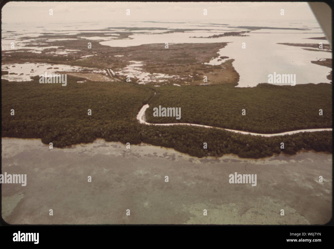 La lussureggiante stand di mangrovie vicino a Big Pine Key in basso a Florida Keys. Mangrovie, importante per l'ecosistema delle chiavi sono state evacuate in grandi numeri per fare la strada per lo sviluppo territoriale Foto Stock