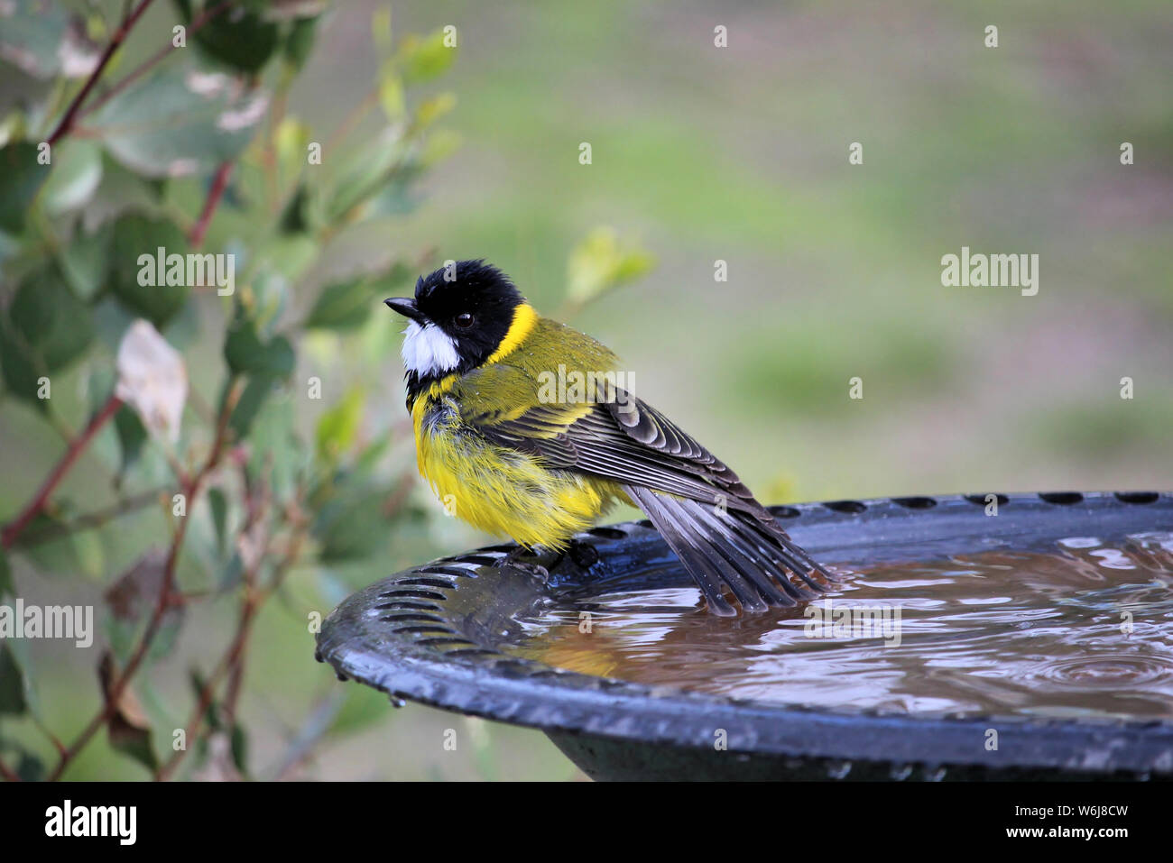 Golden Whistler (Pachycephala pettorale), maschio, in bagno uccelli, Sud Australia Foto Stock