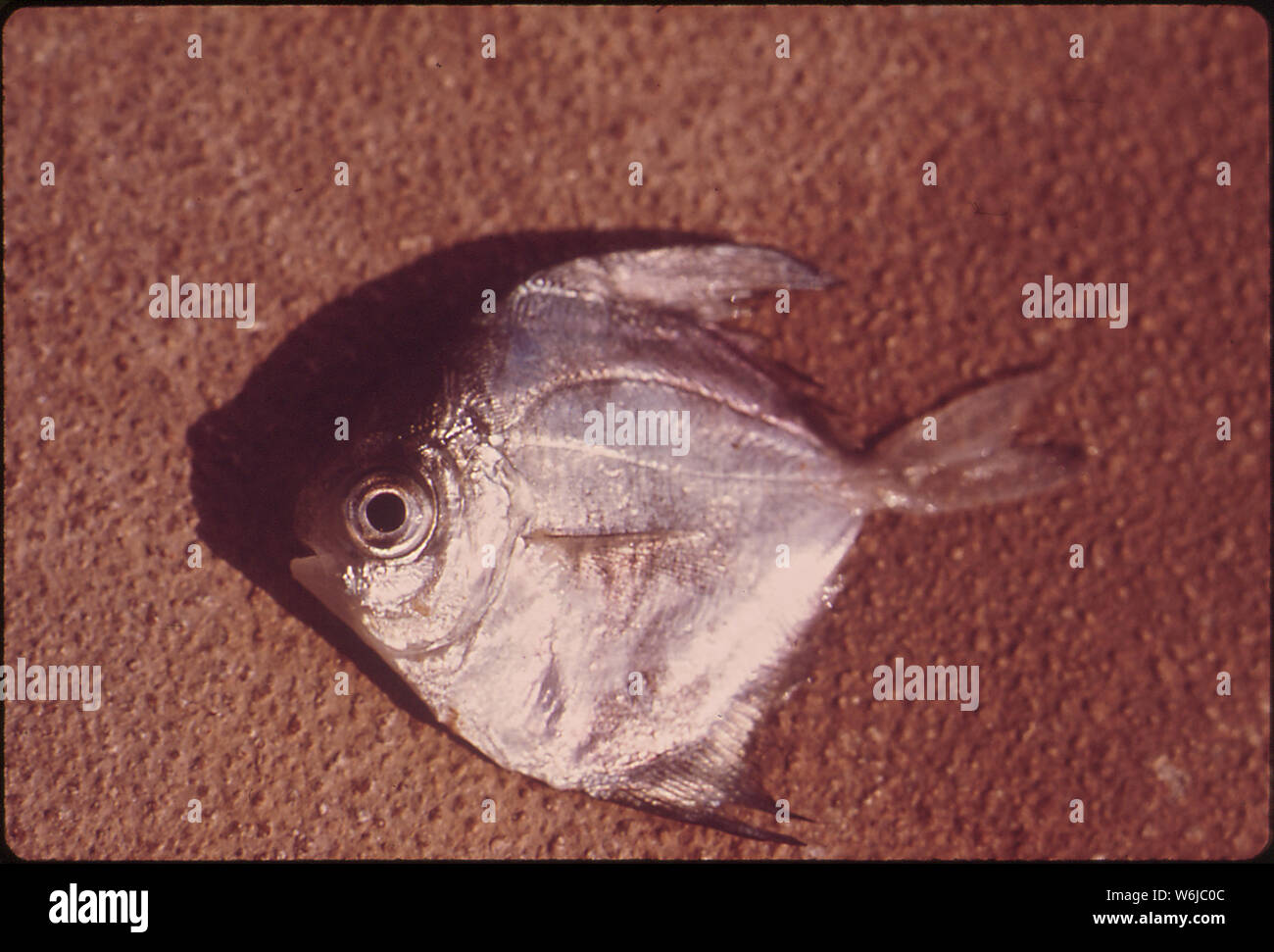La vita marina prelevati da acqua vicino al P.H. ROBINSON impianto generatore, che è parte di Houston illuminazione e potenza. Gli effetti di inquinamento termico su questo pesce sarà studiato dai biologi dalla Texas A & M University Foto Stock