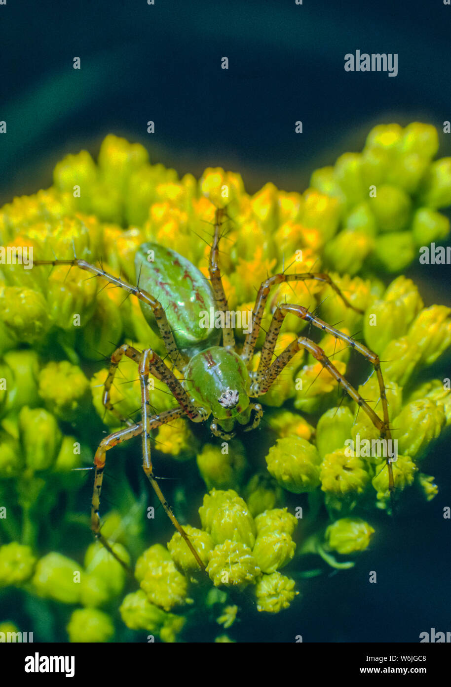 Green Lynx spider (Peucetia viridans) in attesa di agguantare la preda di insetto su arbusti fioriti nella California del Sud a noi. Da originale Kodachrome trasparenza. Foto Stock