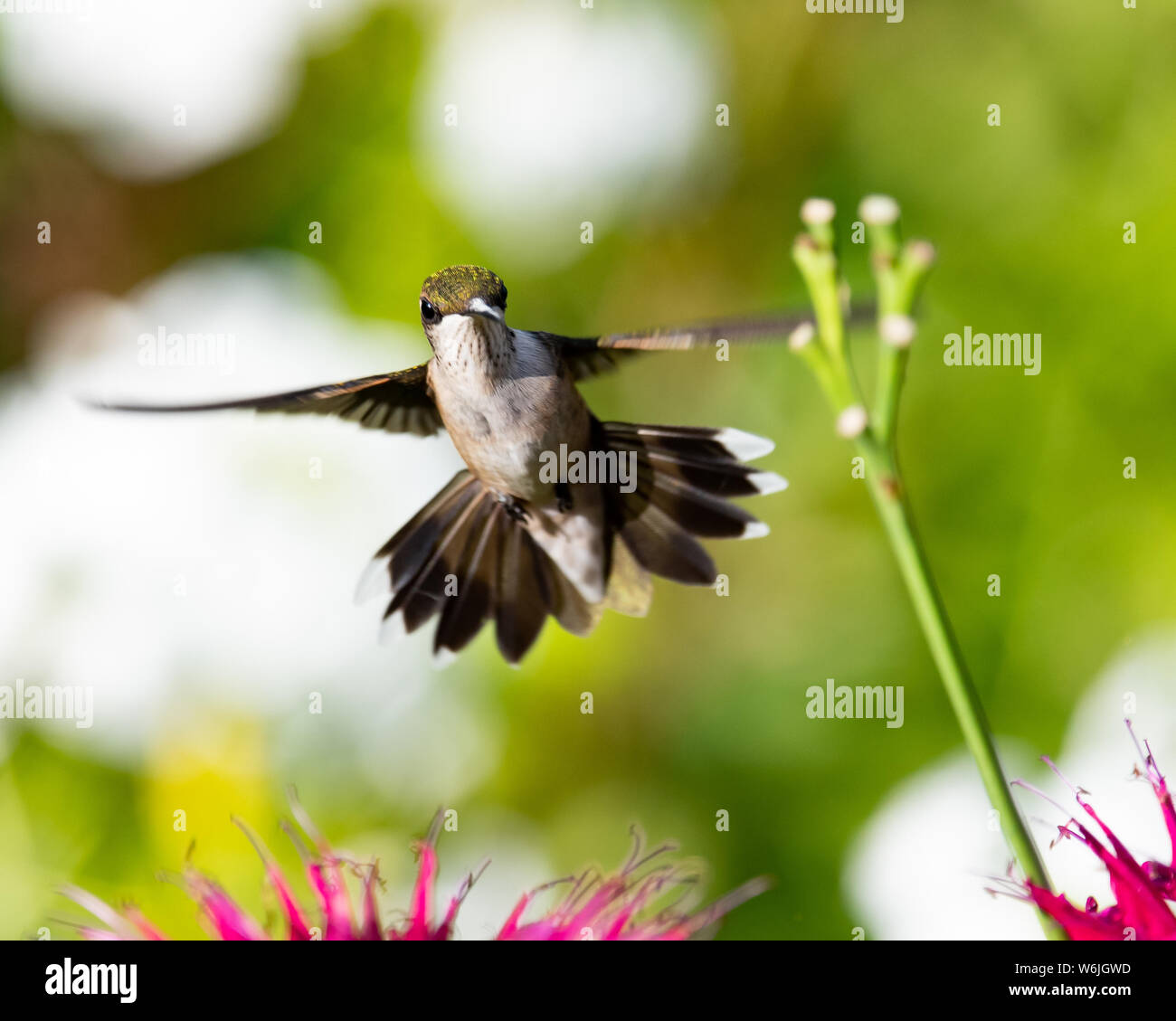 Un maschio immaturo ruby throated hummingbird passando sopra alcune bee balm fiori in un giardino in speculatore, NY USA Foto Stock