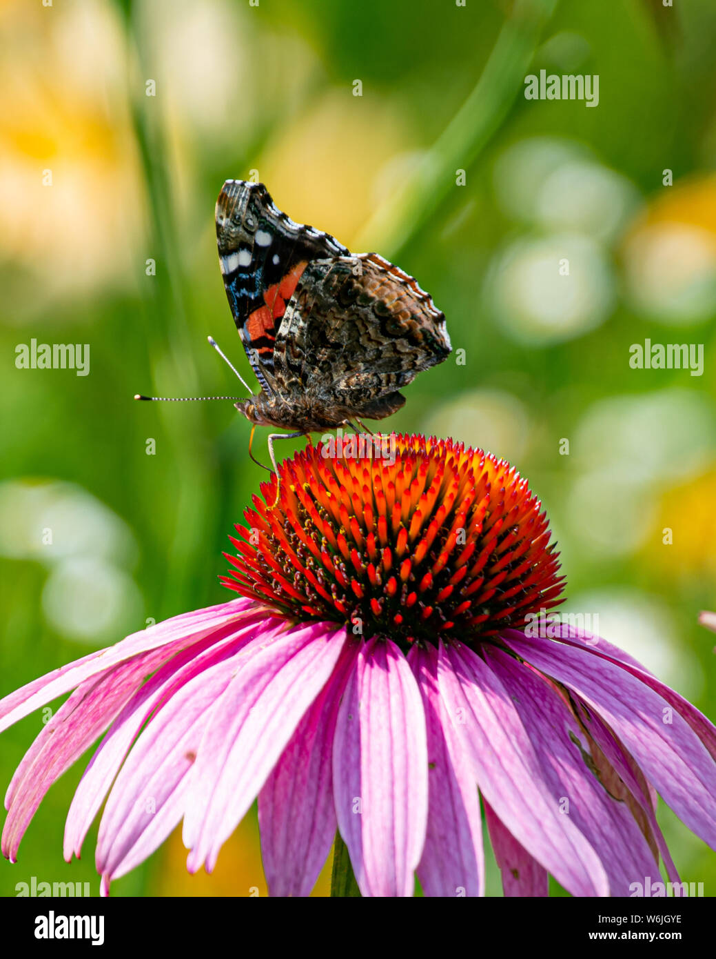 Un dipinto di lady butterfly alimentazione su un cono di rosa fiori in un giardino in speculatore, NY USA Foto Stock