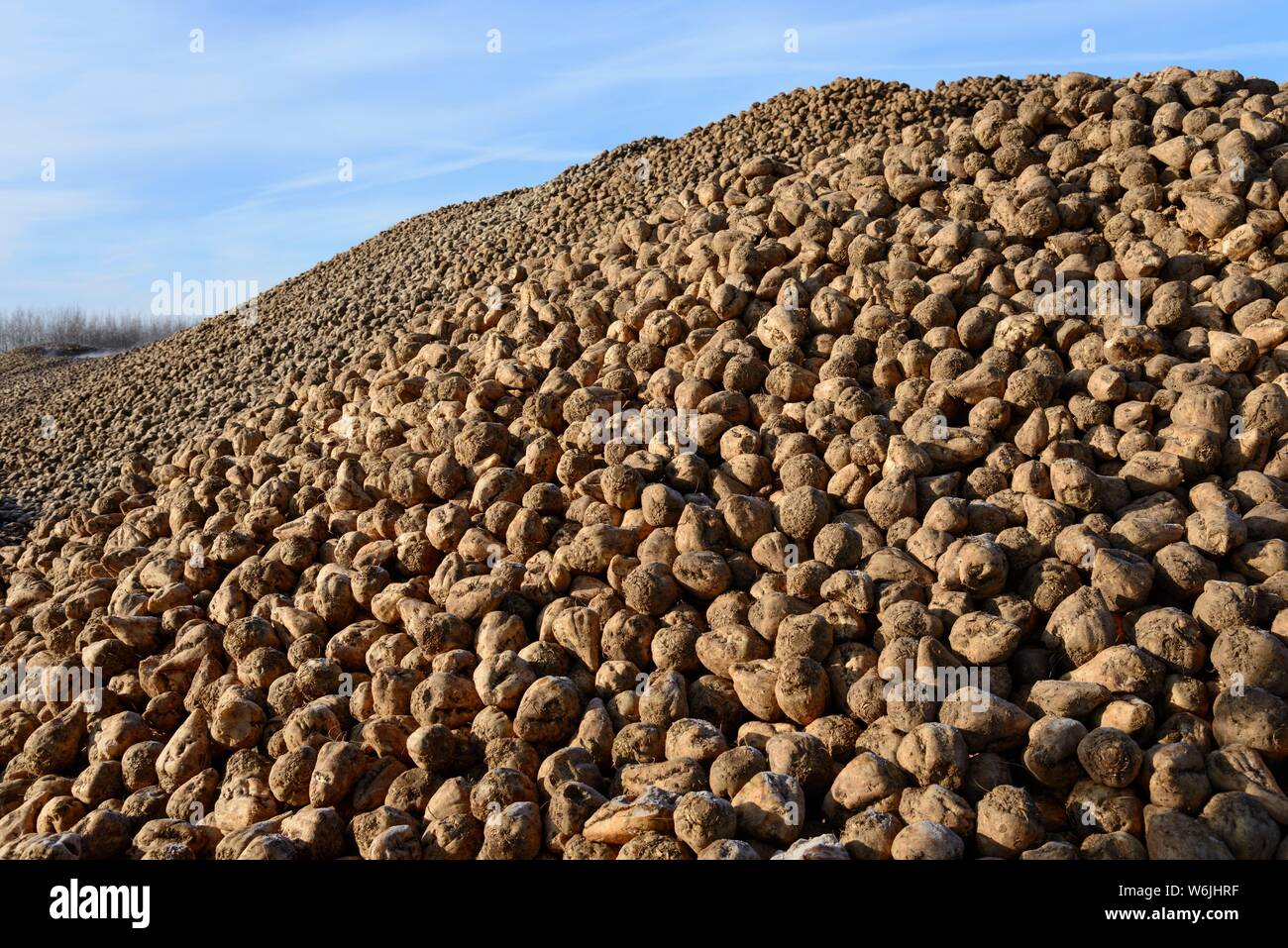 La barbabietola da zucchero cumulo, impianto di produzione di biogas, Solzhen, distretto di Peine, Bassa Sassonia Foto Stock