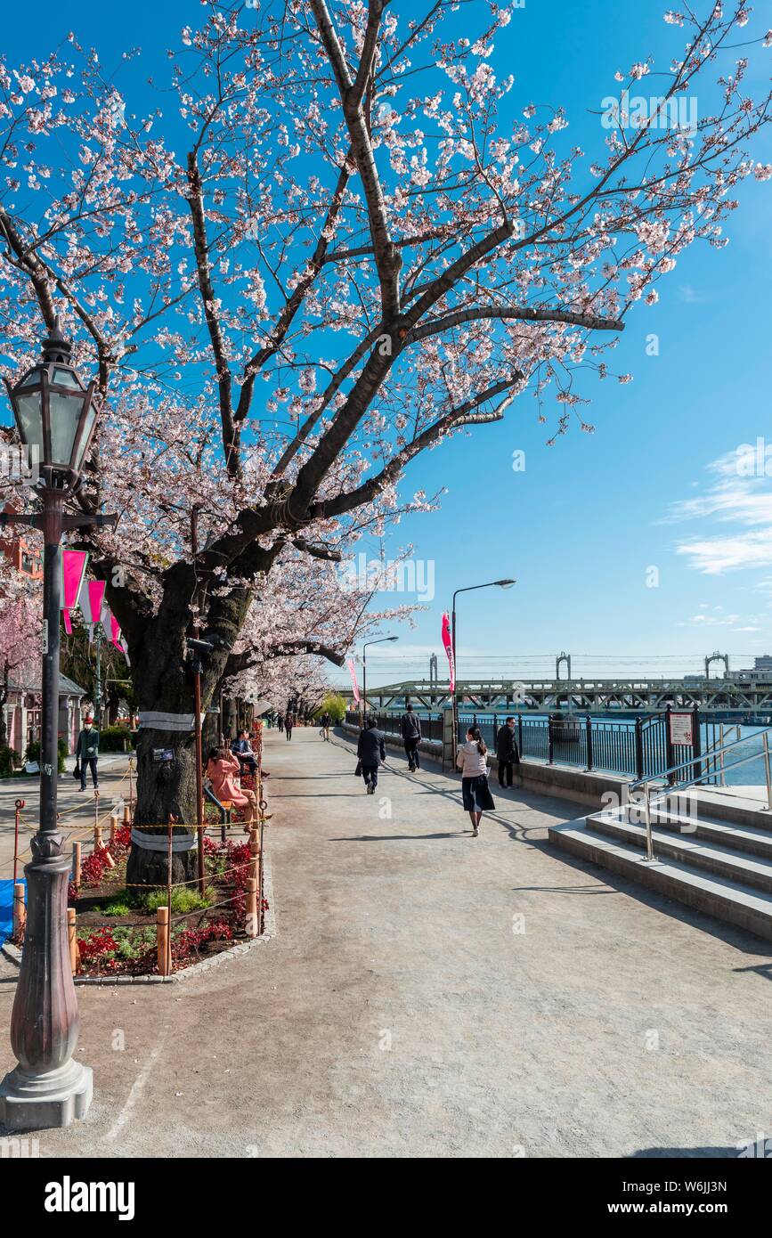 Il Parco Sumida con la fioritura dei ciliegi, Giapponese di fiori di ciliegio, waterfront sul Fiume Sumida Asakusa, Tokyo, Giappone Foto Stock
