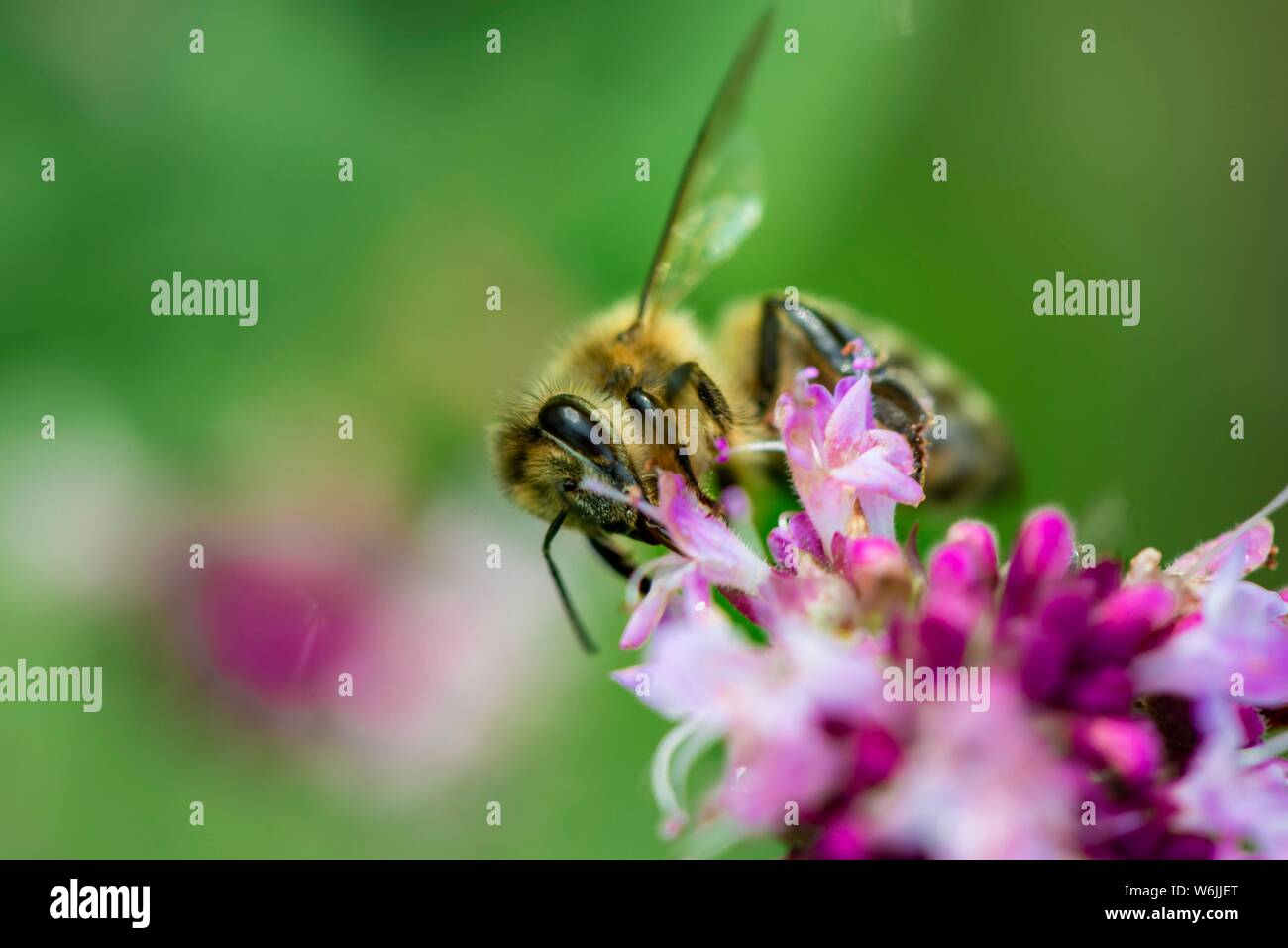 Il miele delle api (Apis mellifera) su un fiore viola, origano (Origanum vulgare), closeup, Baviera, Germania Foto Stock