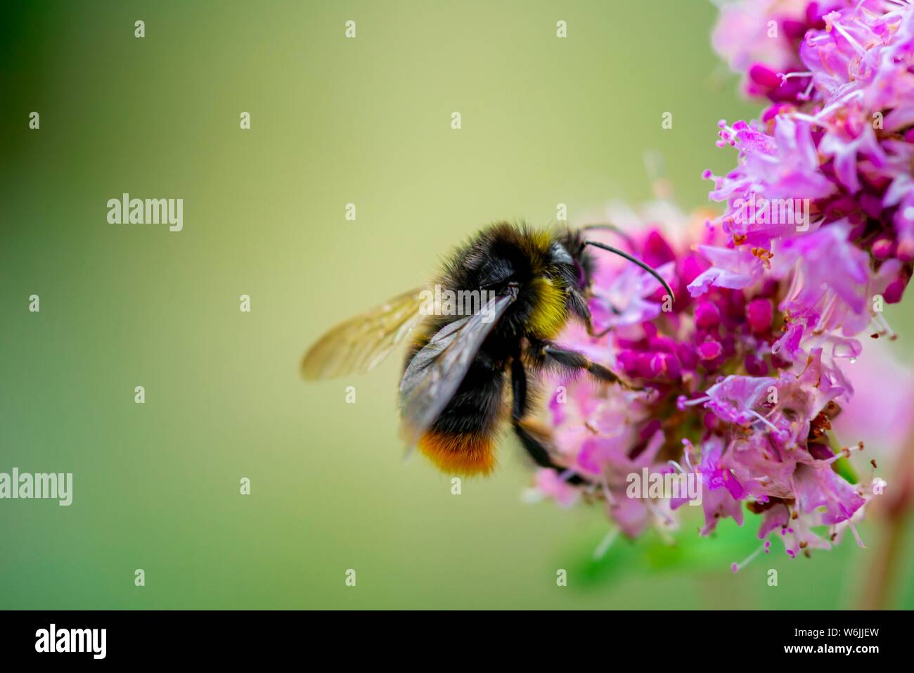 Bumblebee (Bombus) su un fiore viola, origano (Origanum vulgare), closeup, Baviera, Germania Foto Stock