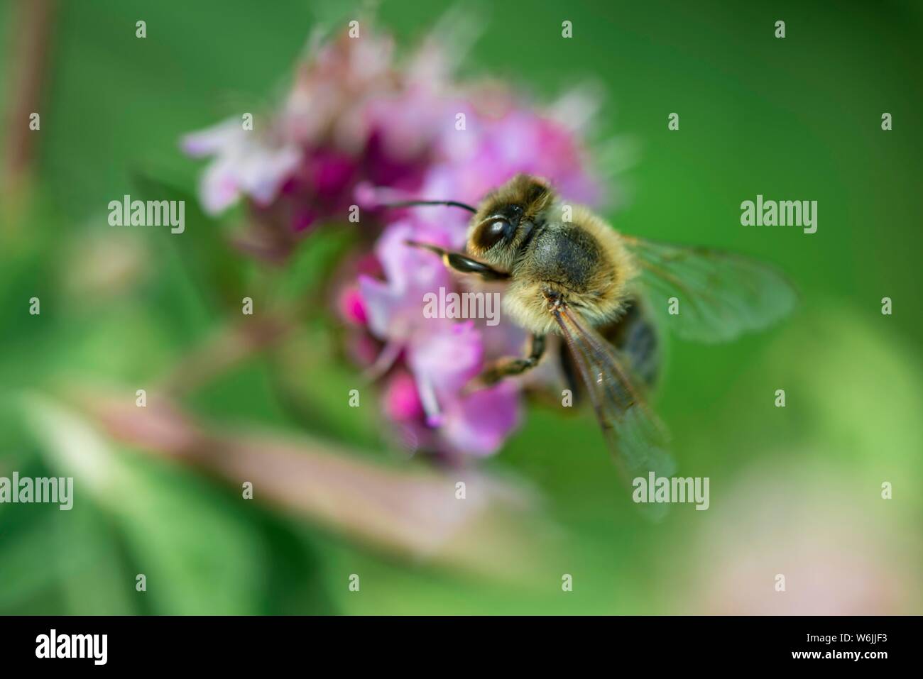 Il miele delle api (Apis mellifera) su un fiore viola, origano (Origanum vulgare), closeup, Baviera, Germania Foto Stock