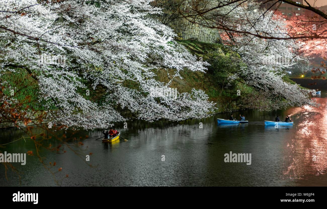 Canal con imbarcazioni a remi di fronte ciliegi fioriti su un canale in una notte, giapponese la fioritura dei ciliegi in Primavera, Hanami festival, Chidorigafuchi Foto Stock