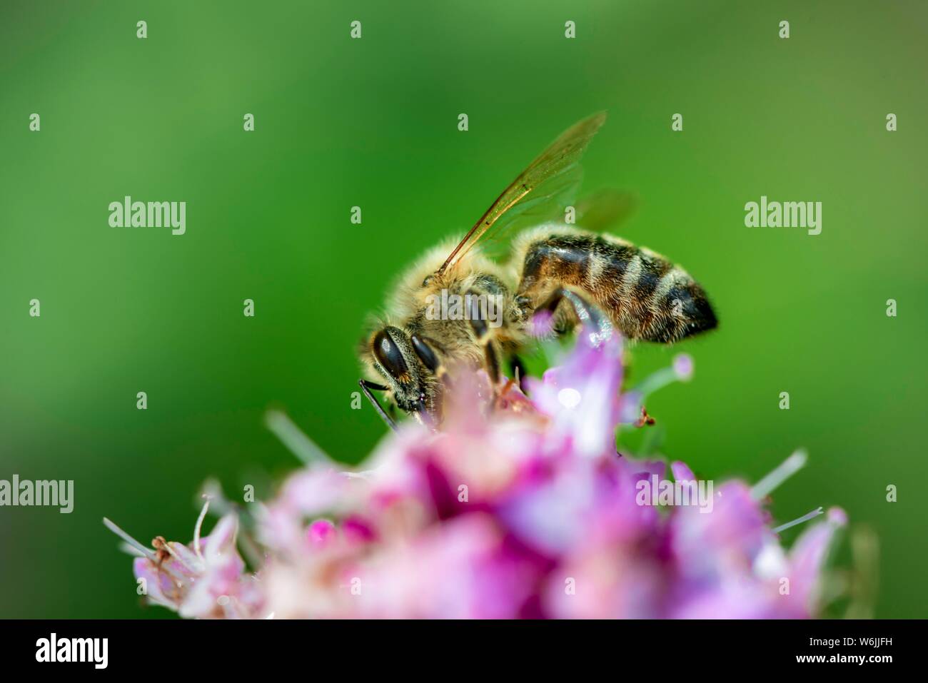 Il miele delle api (Apis mellifera) su un fiore viola, origano (Origanum vulgare), closeup, Baviera, Germania Foto Stock