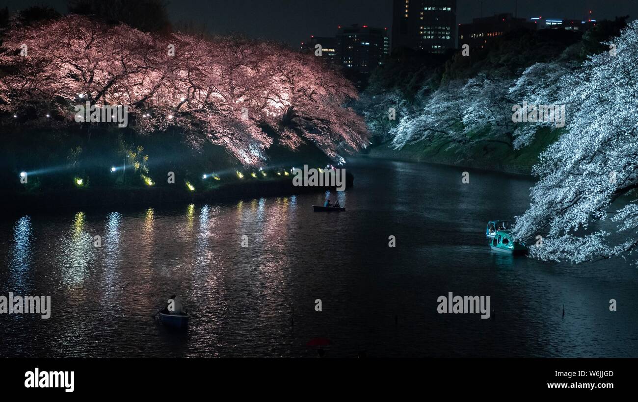 Canal con colorato illuminati alberi di ciliegia sulla riva di notte, giapponese la fioritura dei ciliegi in Primavera, Hanami festival, Chidorigafuchi strada verde Foto Stock