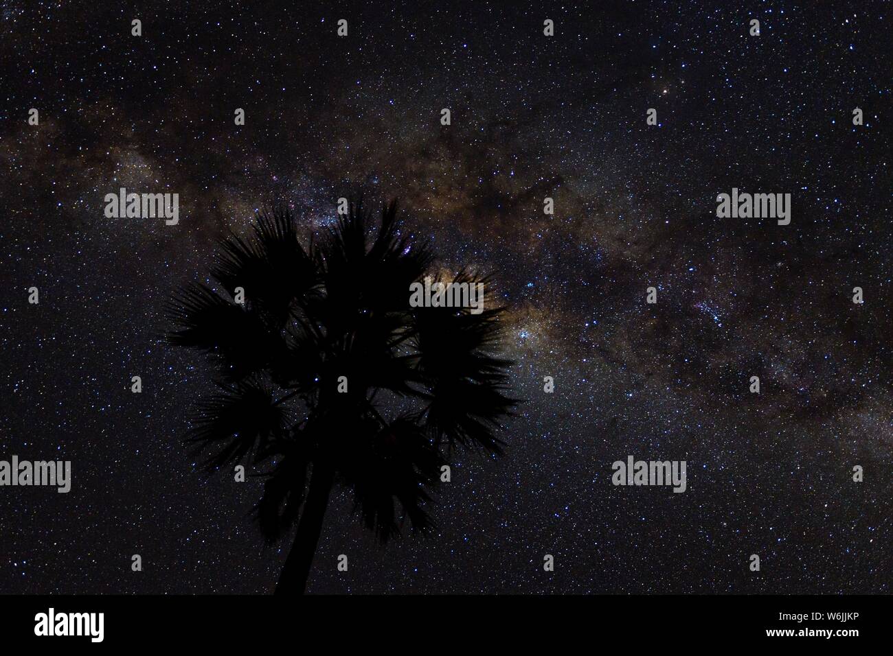 Silhouette di una palma di fronte a Via Lattea nel cielo notturno africano, South Luangwa National Park, Zambia Foto Stock
