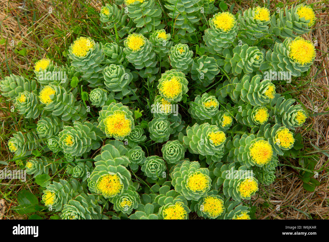 Roseroot (Rhodiola rosea), Elliston del sito puffini, Elliston, Terranova e Labrador, Canada Foto Stock