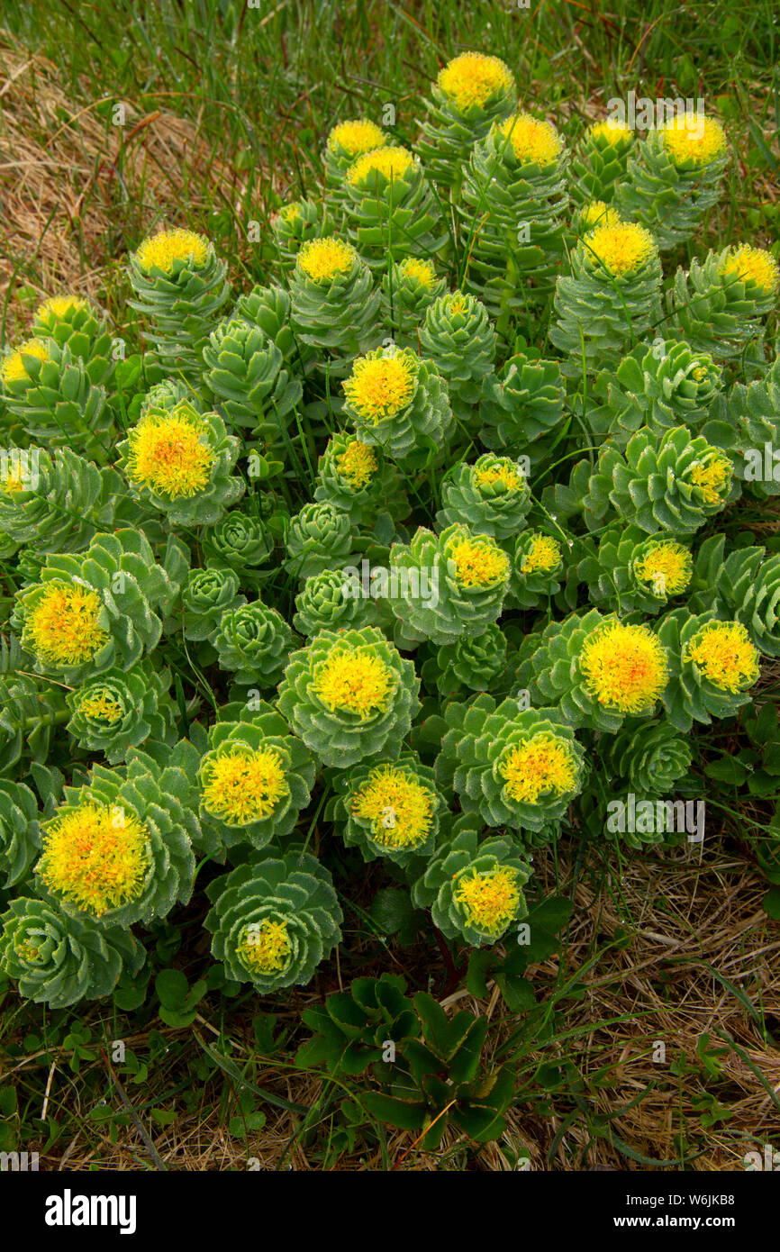 Roseroot (Rhodiola rosea), Elliston del sito puffini, Elliston, Terranova e Labrador, Canada Foto Stock