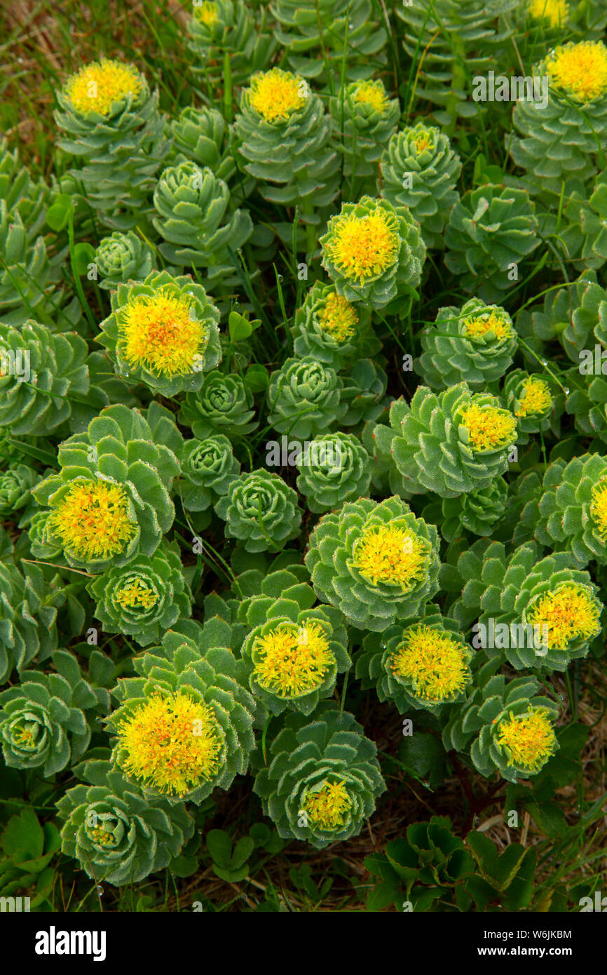 Roseroot (Rhodiola rosea), Elliston del sito puffini, Elliston, Terranova e Labrador, Canada Foto Stock