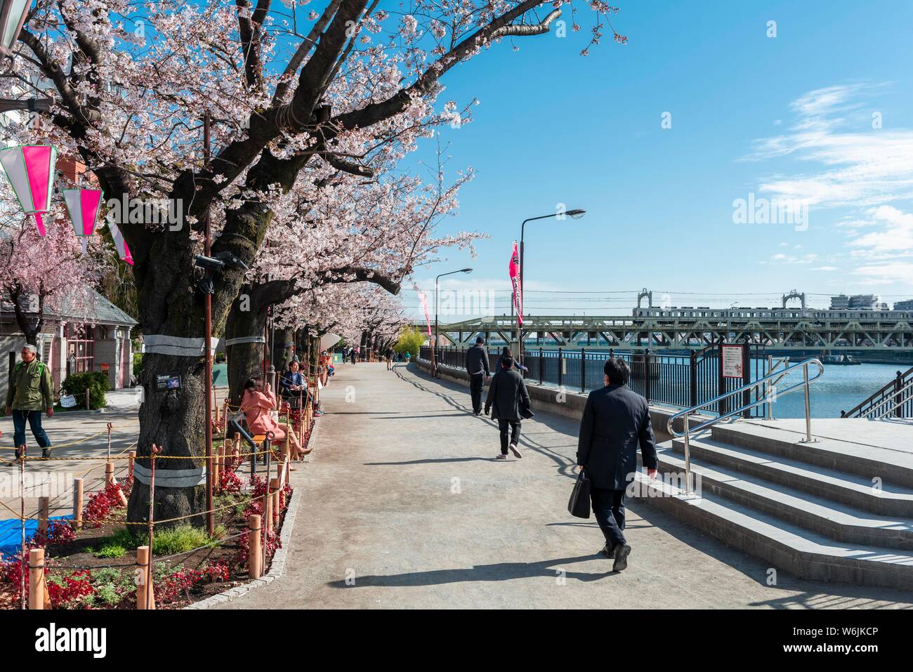 Il Parco Sumida con la fioritura dei ciliegi, Giapponese di fiori di ciliegio, waterfront sul Fiume Sumida Asakusa, Tokyo, Giappone Foto Stock
