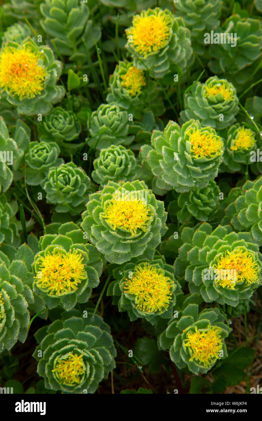 Roseroot (Rhodiola rosea), Elliston del sito puffini, Elliston, Terranova e Labrador, Canada Foto Stock