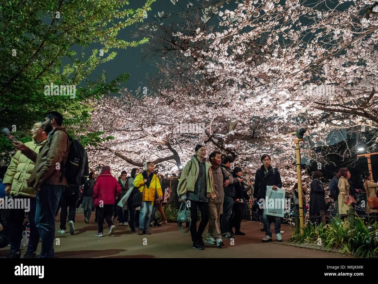 Turisti e giapponese in fioritura schiume ciliegia di notte, giapponese la fioritura dei ciliegi in Primavera, Hanami Festival, Chidorigafuchi Green Way, Tokyo Foto Stock