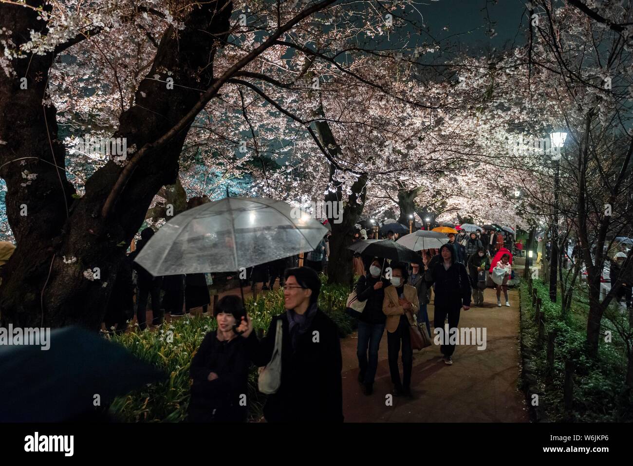 Turisti e giapponese in fioritura schiume ciliegia di notte, giapponese la fioritura dei ciliegi in Primavera, Hanami Festival, Chidorigafuchi Green Way, Tokyo Foto Stock