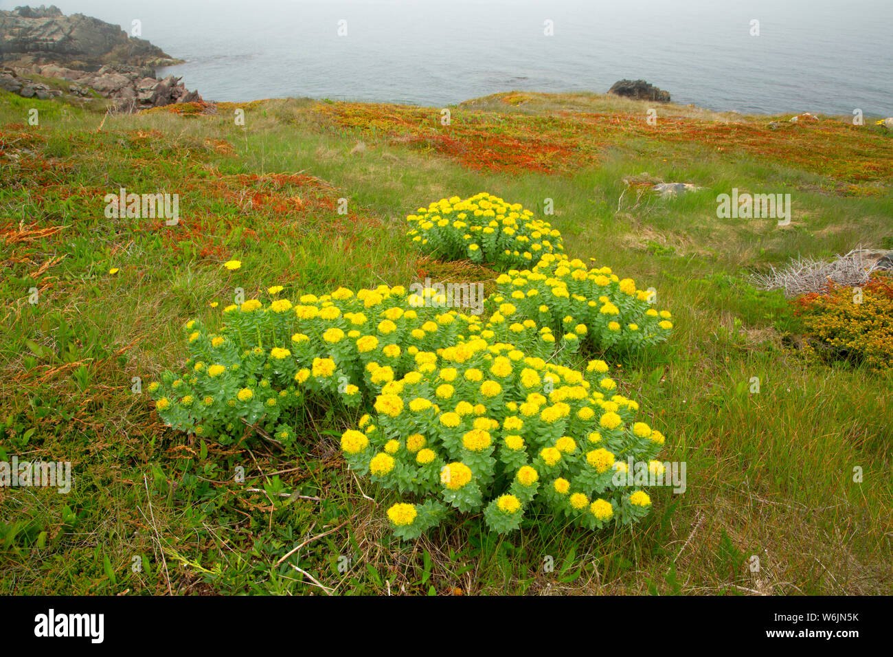 Roseroot (Rhodiola rosea) lungo la riva del capo Trail, John Cabot parco municipale, Bonavista, Terranova e Labrador, Canada Foto Stock