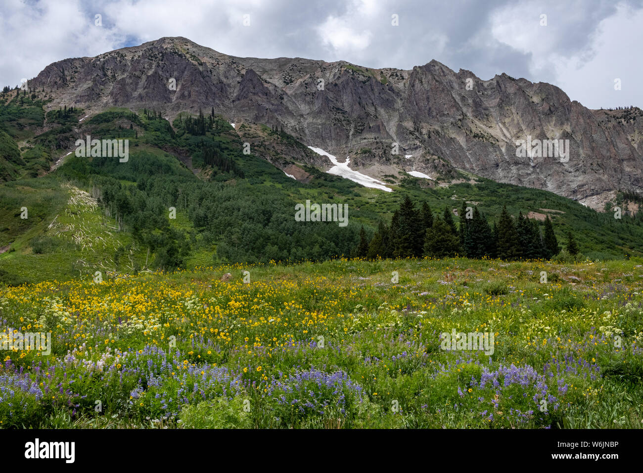 Fiori Selvatici nella parte anteriore del picco di montagna vicino a Crested Butte, Colorado, STATI UNITI D'AMERICA Foto Stock