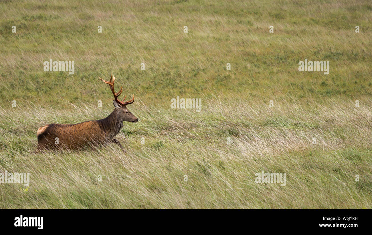Un cervo con grandi corna passeggiate in erba lunga a Glen Etive, Scozia Foto Stock