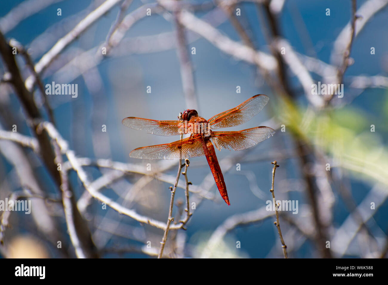 Rosso brillante dragon fly presi in Prescott, Arizona Foto Stock