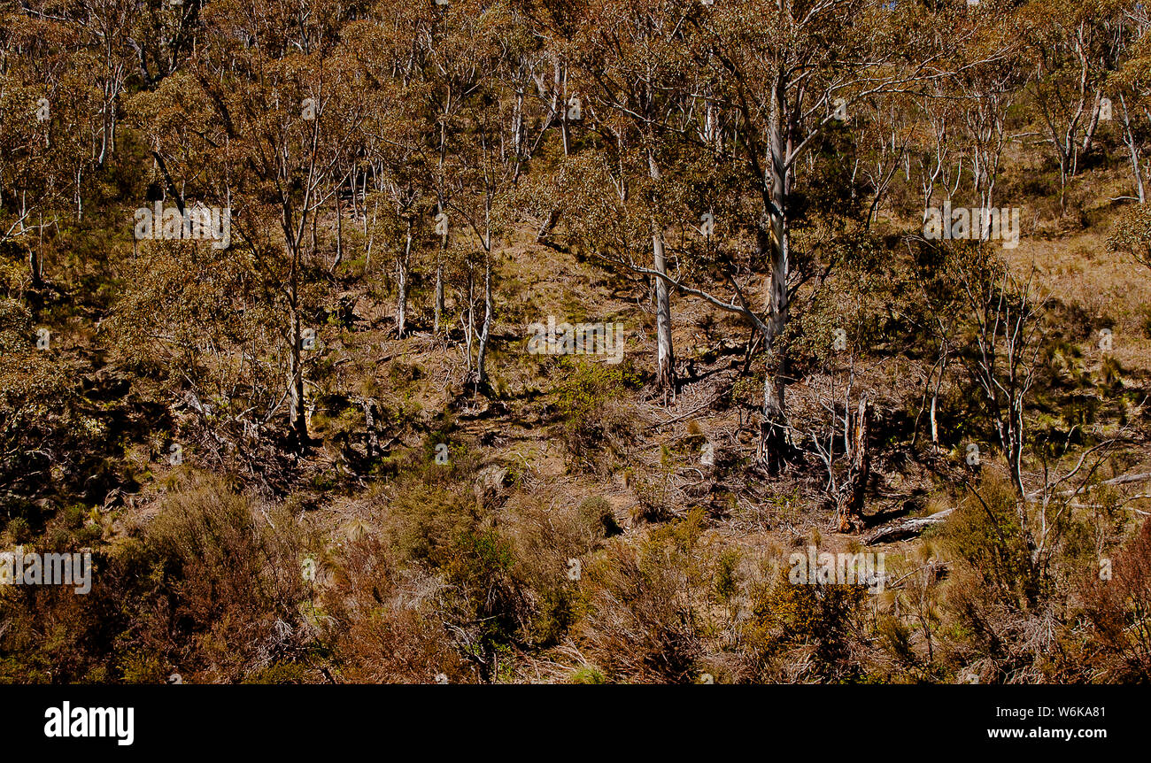 Australia; montagne innevate' bush, NSW Foto Stock