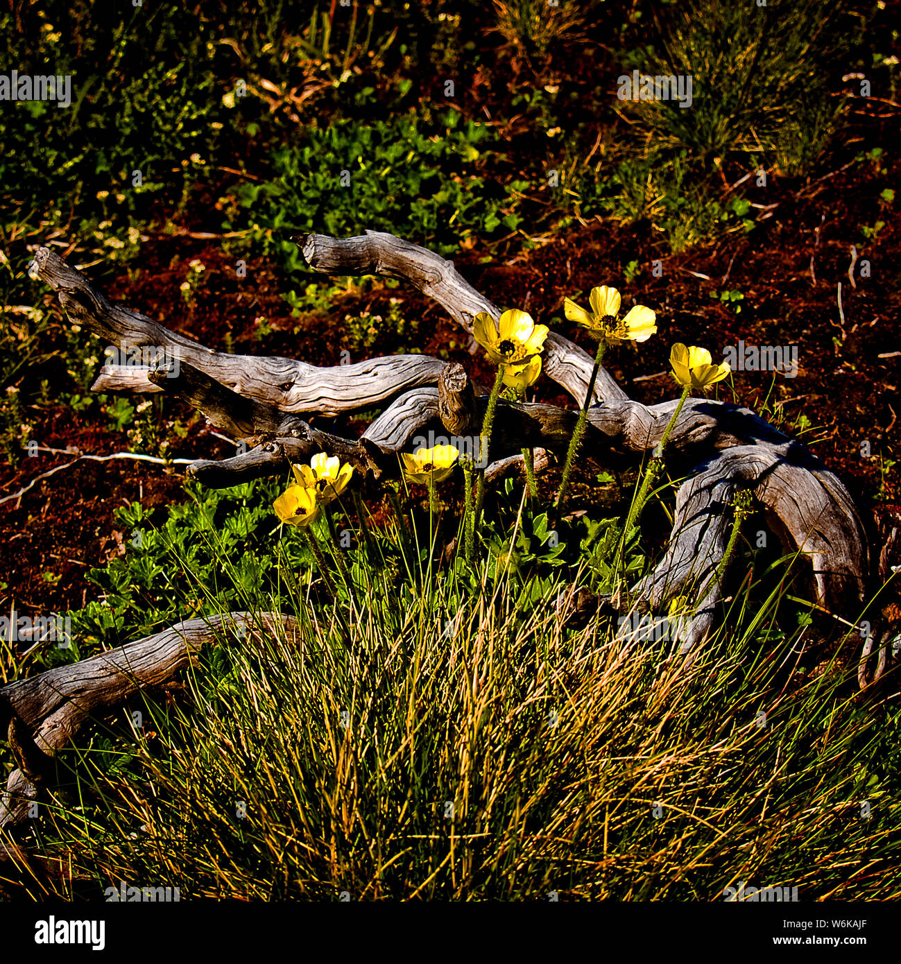 Australia: Granito renoncules (Ranunculus graniticola), montagne innevate, NSW Foto Stock