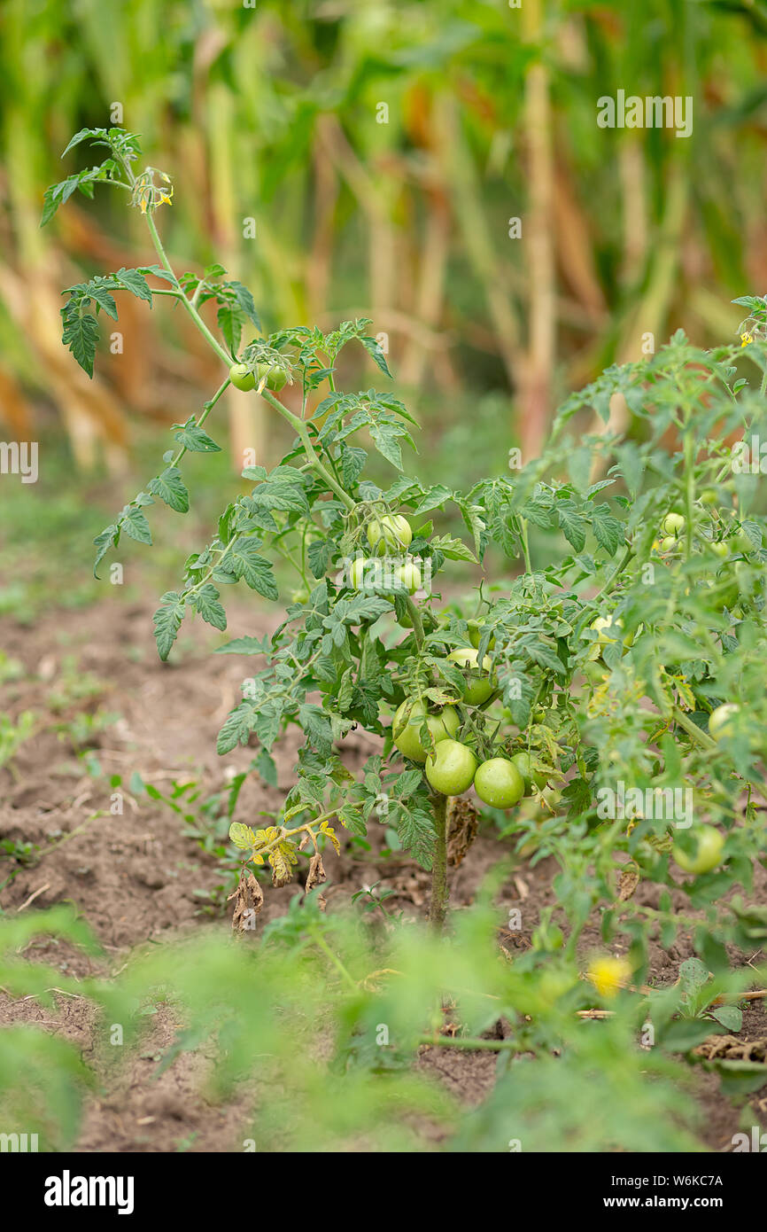 Verde di pomodori a grappolo. Verde pomodori acerbi sulle boccole. Pomodori in vigna, pomodori crescente sui rami. Verdure verdi sul terreno. Foto Stock