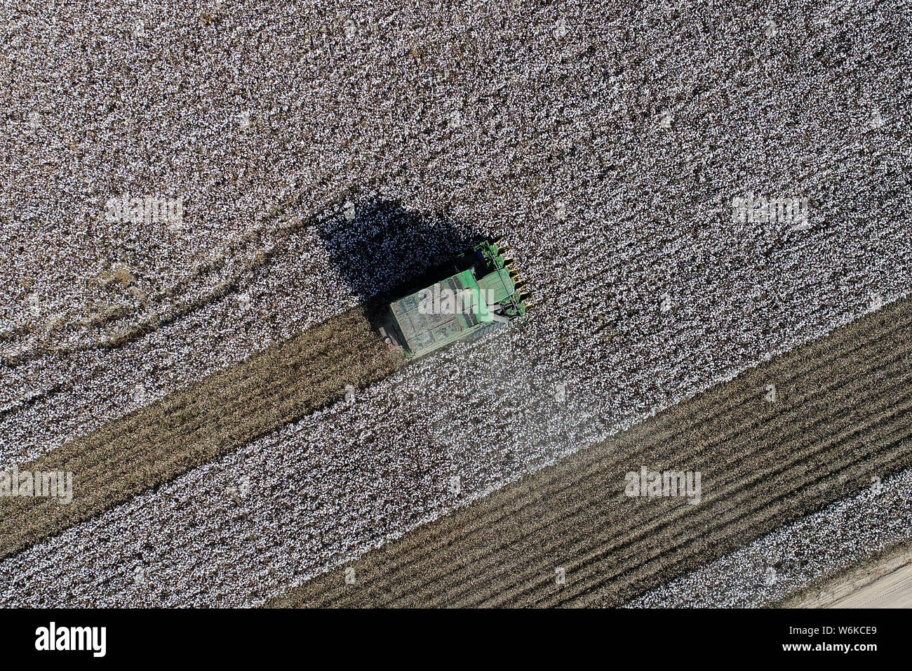 Una mietitrice cotone raccolti sul campo in un villaggio nella contea di Bohu, Bayingol mongola prefettura autonoma, a nord-ovest della Cina di Xinjiang Uygur Foto Stock