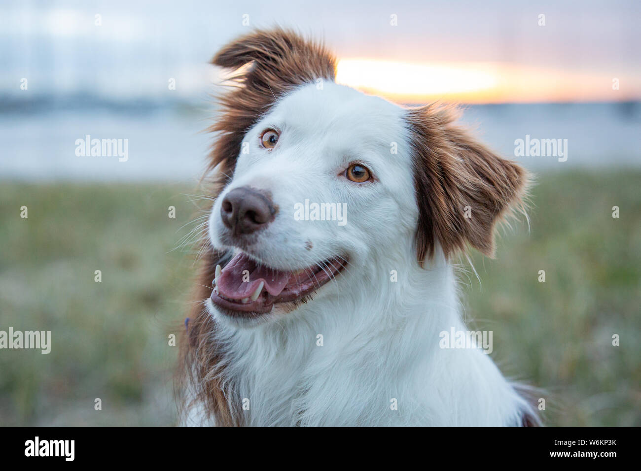 Border Collie di età compresa tra i 3 anni. Foto Stock