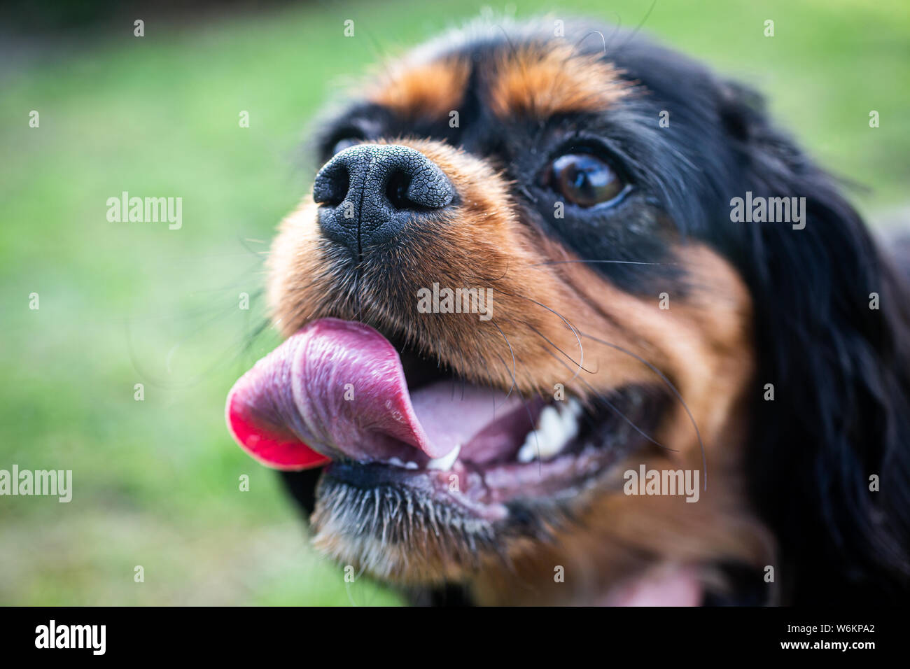 Cavalier King Charles Spaniel Foto Stock