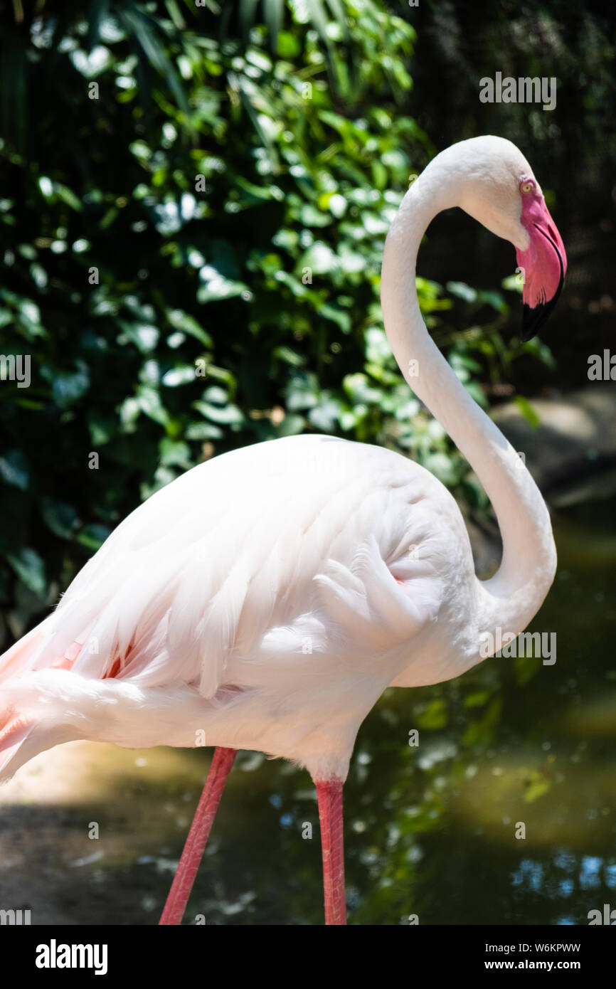 Flamingo uccelli in uno zoo. Concetto degli animali negli zoo Foto Stock