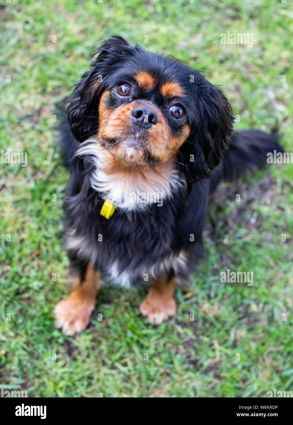 Cavalier King Charles Spaniel Foto Stock