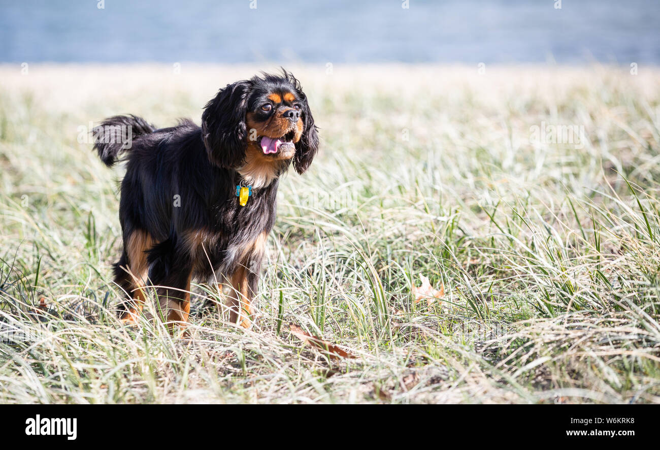 Cavalier King Charles Spaniel Foto Stock