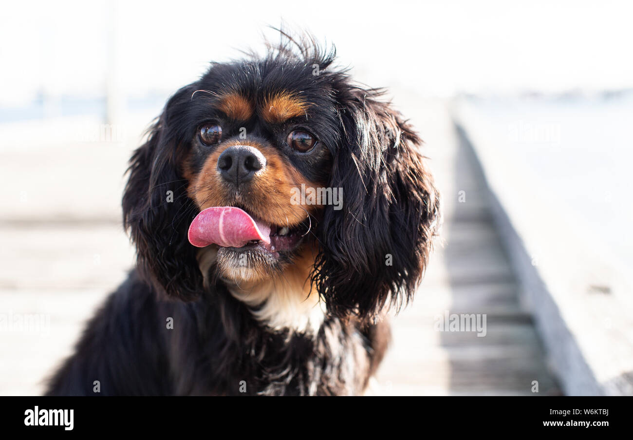Cavalier King Charles Spaniel Foto Stock