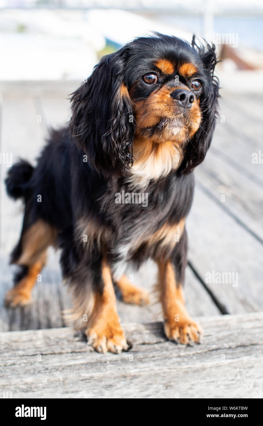 Cavalier King Charles Spaniel Foto Stock