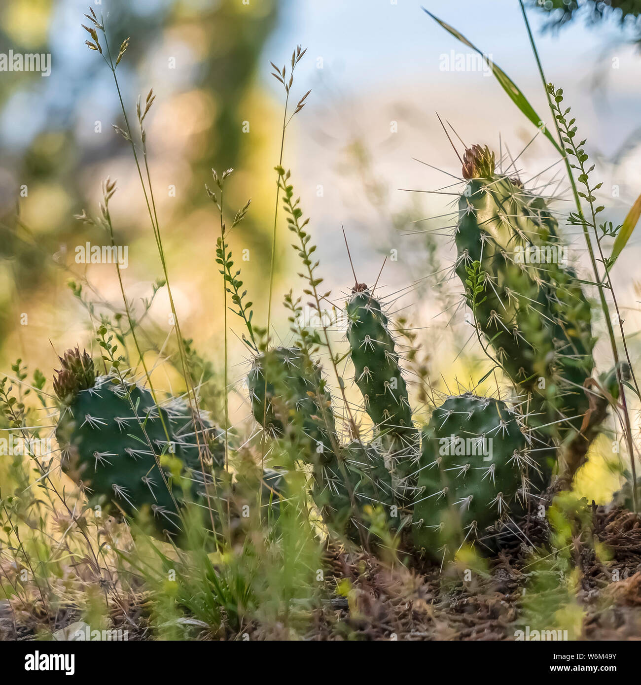 Square Cactus con sottili punte aguzze fiorente nel deserto visto in una giornata di sole Foto Stock