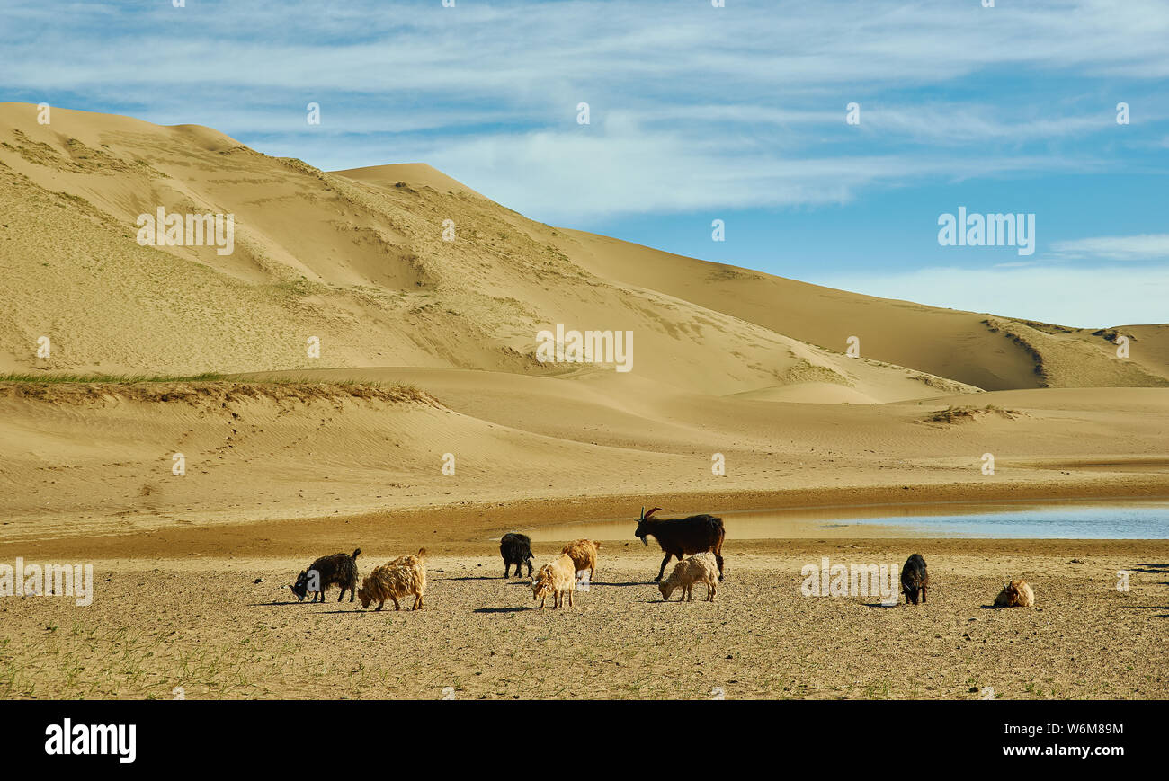 Sands Mongol Els, allevamento di animali allevati su l'erba Foto Stock
